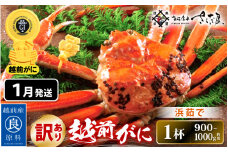 【訳あり】≪浜茹で≫ 越前がに 約900g～1.0kg × 1杯（茹で前重量）食べ方しおり付き【1月発送】【雄 ズワイガニ ずわいがに かに カニ 蟹 姿 ボイル 福井県】希望日指定可 備考欄に希望日をご記入ください [e04-x023_01]
