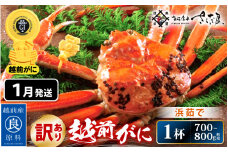 【訳あり】≪浜茹で≫ 越前がに 約700～800g × 1杯（茹で前重量）食べ方しおり付き【1月発送】【雄 ズワイガニ ずわいがに かに カニ 蟹 姿 ボイル 福井県】希望日指定可 備考欄に希望日をご記入ください [e04-x022_01]