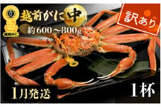 【訳あり】越前がに本場の越前町からお届け！≪浜茹で≫越前がに 中サイズ（生で約600～800g） × 1杯【雄 ズワイガニ 越前ガニ 姿 ボイル 冷蔵 かに カニ 蟹 福井県】【1月発送分】希望日指定可 備考欄に希望日をご記入ください [e49-x008_01]