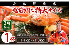 越前がに本場の越前町からお届け！ ≪浜茹で≫越前がに 特大サイズ × 1杯（1.1～1.3kg）【かに カニ 蟹】地元で喜ばれるゆで加減・塩加減で越前の港から直送！【福井県 越前町 雄 ズワイガニ ボイル 冷蔵 越前ガニ 越前かに 越前カニ ずわいがに ずわい蟹 かに カニ 蟹】【3月発送分】希望日指定可 備考欄に希望日をご記入ください [e23-x016_03]