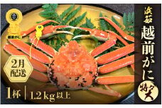 ≪浜茹で≫越前がに 特々大サイズ 1杯（生で1.2ｋg以上）【雄 ズワイガニ かに カニ 蟹 越前ガニ 姿 ボイル 冷蔵 福井県】【2月発送分】希望日指定可 備考欄に希望日をご記入ください [e68-x001_02]