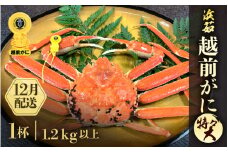 ≪浜茹で≫越前がに 特々大サイズ 1杯（生で1.2ｋg以上）【雄 ズワイガニ かに カニ 蟹 越前ガニ 姿 ボイル 冷蔵 福井県】【12月発送分】希望日指定可 備考欄に希望日をご記入ください [e68-x001_12]