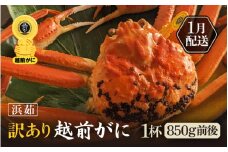 【訳あり】≪浜茹で≫越前がに 1杯（生で1杯850g前後）大人約2人前 食べ応え充分【規格外 雄 ズワイガニ かに カニ 蟹 越前ガニ 姿 ボイル 冷蔵 福井県】【1月発送分】希望日指定可 備考欄に希望日をご記入ください [e65-x002_01]