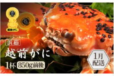 ≪浜茹で≫越前がに 1杯（生で1杯850g前後）大人約2人前 食べ応え充分【雄 ズワイガニ かに カニ 蟹 越前ガニ 姿 ボイル 冷蔵 福井県】【1月発送分】希望日指定可 備考欄に希望日をご記入ください [e65-x004_01]