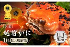 ≪浜茹で≫越前がに 1杯（生で1杯850g前後）大人約2人前 食べ応え充分【雄 ズワイガニ かに カニ 蟹 越前ガニ 姿 ボイル 冷蔵 福井県】【11月発送分】希望日指定可 備考欄に希望日をご記入ください [e65-x004_11]