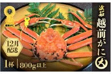 ≪浜茹で≫越前がに 大サイズ 1杯（生で800g以上）【雄 ズワイガニ かに カニ 蟹 越前ガニ 姿 ボイル 冷蔵 福井県】【12月発送分】希望日指定可 備考欄に希望日をご記入ください [e68-x003_12]