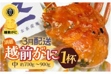 ≪浜茹で≫越前がに 中サイズ（生で約700～900g） × 1杯 越前蟹の印 タグ付きでお届け【雄 ズワイガニ 越前ガニ 姿 ボイル 冷蔵 かに カニ 蟹 福井県】【3月発送分】希望日指定可 備考欄に希望日をご記入ください [e72-x002_03]