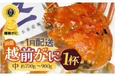 ≪浜茹で≫越前がに 中サイズ（生で約700～900g） × 1杯 越前蟹の印 タグ付きでお届け【雄 ズワイガニ 越前ガニ 姿 ボイル 冷蔵 かに カニ 蟹 福井県】【1月発送分】希望日指定可 備考欄に希望日をご記入ください [e72-x002_01]