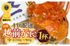 ≪浜茹で≫越前がに 中サイズ（生で約700～900g） × 1杯 越前蟹の印 タグ付きでお届け【雄 ズワイガニ 越前ガニ 姿 ボイル 冷蔵 かに カニ 蟹 福井県】【11月発送分】希望日指定可 備考欄に希望日をご記入ください [e72-x002_11]