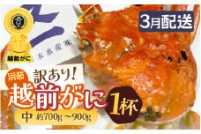 【訳あり】≪浜茹で≫越前がに 中サイズ（生で約700～900g） × 1杯 越前蟹の印 タグ付きでお届け【足折れ 雄 ズワイガニ 越前ガニ 姿 ボイル 冷蔵 かに カニ 蟹 福井県】【3月発送分】希望日指定可 備考欄に希望日をご記入ください [e72-x003_03]