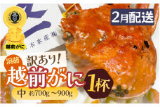 【訳あり】≪浜茹で≫越前がに 中サイズ（生で約700～900g） × 1杯 越前蟹の印 タグ付きでお届け【足折れ 雄 ズワイガニ 越前ガニ 姿 ボイル 冷蔵 かに カニ 蟹 福井県】【2月発送分】希望日指定可 備考欄に希望日をご記入ください [e72-x003_02]