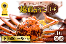 越前がに本場の越前町からお届け！ ≪浜茹で≫越前がに 中サイズ × 1杯（生で約800g～900g）食べ応え十分 食べ方しおり付き【かに カニ 蟹】【福井県 越前町 雄 ズワイガニ ボイル 冷蔵 越前ガニ 越前かに 越前カニ ずわいがに ずわい蟹 かに カニ 蟹】【3月発送分】希望日指定可 備考欄に希望日をご記入ください [e57-x003_03]