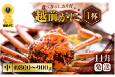 越前がに本場の越前町からお届け！ ≪浜茹で≫越前がに 中サイズ × 1杯（生で約800g～900g）食べ応え十分 食べ方しおり付き【かに カニ 蟹】【福井県 越前町 雄 ズワイガニ ボイル 冷蔵 越前ガニ 越前かに 越前カニ ずわいがに ずわい蟹 かに カニ 蟹】【11月発送分】希望日指定可 備考欄に希望日をご記入ください [e57-x003_11]