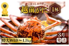 越前がに本場の越前町からお届け！ ≪浜茹で≫越前がに 特大サイズ × 1杯（生で約1kg～1.1kg）食べ応え十分 食べ方しおり付き【かに カニ 蟹】【福井県 越前町 雄 ズワイガニ ボイル 冷蔵 越前ガニ 越前かに 越前カニ ずわいがに ずわい蟹 かに カニ 蟹】【3月発送分】希望日指定可 備考欄に希望日をご記入ください [e57-x005_03]