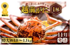 越前がに本場の越前町からお届け！ ≪浜茹で≫越前がに 特大サイズ × 1杯（生で約1kg～1.1kg）食べ応え十分 食べ方しおり付き【かに カニ 蟹】【福井県 越前町 雄 ズワイガニ ボイル 冷蔵 越前ガニ 越前かに 越前カニ ずわいがに ずわい蟹 かに カニ 蟹】【11月発送分】希望日指定可 備考欄に希望日をご記入ください [e57-x005_11]