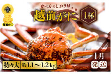 越前がに本場の越前町からお届け！ ≪浜茹で≫越前がに 特々大サイズ × 1杯（生で約1.1～1.2kg）食べ応え十分 食べ方しおり付き【かに カニ 蟹】【福井県 越前町 雄 ズワイガニ ボイル 冷蔵 越前ガニ 越前かに 越前カニ ずわいがに ずわい蟹 かに カニ 蟹】【1月発送分】希望日指定可 備考欄に希望日をご記入ください [e57-x007_01]