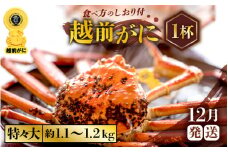 越前がに本場の越前町からお届け！ ≪浜茹で≫越前がに 特々大サイズ × 1杯（生で約1.1～1.2kg）食べ応え十分 食べ方しおり付き【かに カニ 蟹】【福井県 越前町 雄 ズワイガニ ボイル 冷蔵 越前ガニ 越前かに 越前カニ ずわいがに ずわい蟹 かに カニ 蟹】【12月発送分】希望日指定可 備考欄に希望日をご記入ください [e57-x007_12]