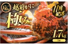 越前がに本場の越前町からお届け！ 貴重！【究極の1杯 極み(きわみ) 】≪浜茹で≫越前がに（生で約1.7kg～）極みの中でも1.7kg以上をお届け 食べ応え十分 食べ方しおり付き【贈答 ギフト 雄 ズワイガニ 越前ガニ 姿 ボイル 冷蔵 かに カニ 蟹 福井県】【11月発送分】希望日指定可 備考欄に希望日をご記入ください [e57-x009_11]