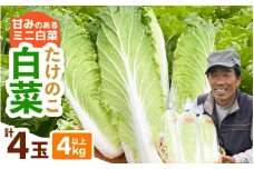 【先行予約】甘みのあるミニ白菜！「たけのこ白菜」4玉（1玉 約1kg）合計4kg以上 【2025年10月中旬より順次発送】【産地直送 野菜 冷蔵 ミニ白菜 生野菜 鍋もの野菜 サラダ野菜  スープ 炒めものベジタブル ミニサイズはくさい 調理しやすいヤサイ】 [e58-a002]
