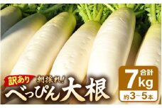 【先行予約】【訳あり】数量・期間限定 朝採り新鮮 べっぴん大根 7kg以上 【2025年12月順次発送】産地直送【福井県産  冬野菜 なべ料理 惣菜 野菜 だいこん ダイコン 便利野菜 サラダ 漬物  露地栽培 送料無料 】 [e35-a043]