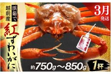 ≪浜茹で≫越前産 紅ずわいがに × 1杯（生で約750g～850g）【3月発送分】【紅ズワイガニ カニ かに 蟹】【紅ずわいがに】希望日指定不可 [e80-x002_03]