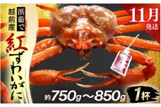 ≪浜茹で≫越前産 紅ずわいがに × 1杯（生で約750g～850g）【11月発送分】【紅ズワイガニ カニ かに 蟹】【紅ずわいがに】希望日指定不可 [e80-x002_11]