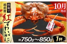 ≪浜茹で≫越前産 紅ずわいがに × 1杯（生で約750g～850g）【10月発送分】【紅ズワイガニ カニ かに 蟹】【紅ずわいがに】希望日指定不可 [e80-x002_10]