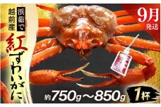 ≪浜茹で≫越前産 紅ずわいがに × 1杯（生で約750g～850g）【9月発送分】【紅ズワイガニ カニ かに 蟹】【紅ずわいがに】希望日指定不可 [e80-x002_09]