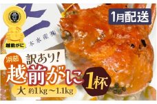 【訳あり】≪浜茹で≫越前がに 大サイズ（生で約1kg～1.1kg） × 1杯 越前蟹の印 タグ付きでお届け【足折れ 雄 ズワイガニ 越前ガニ 姿 ボイル 冷蔵 かに カニ 蟹 福井県】【1月発送分】希望日指定可 備考欄に希望日をご記入ください [e72-x004_01]