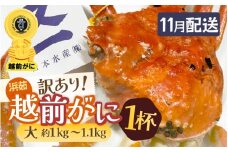 【訳あり】≪浜茹で≫越前がに 大サイズ（生で約1kg～1.1kg） × 1杯 越前蟹の印 タグ付きでお届け【足折れ 雄 ズワイガニ 越前ガニ 姿 ボイル 冷蔵 かに カニ 蟹 福井県】【11月発送分】希望日指定可 備考欄に希望日をご記入ください [e72-x004_11]