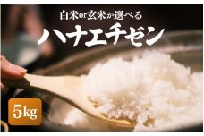 【先行予約】【令和7年産・新米】ハナエチゼン 5kg【白米】【お米 こめ はなえちぜん 華越前 人気品種 ブランド米 5キロ 白米 精米 玄米 おにぎり うまい 福井県ブランド米 福井県産】【10月中旬前後より順次発送予定】 [e26-a013_01]