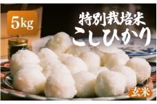 【先行予約】【令和7年産・新米】特別栽培米 こしひかり 5kg【玄米】【10月中旬前後より順次発送予定】【こめ コシヒカリ 人気品種 ブランド米 5キロ 白米 精米 玄米 おにぎり うまい 福井県ブランド米  福井県産 農薬 50％減】 [e26-a012_02]