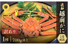 【訳あり】≪浜茹で≫越前がに  1杯（生で700g前後）【雄 ズワイガニ かに カニ 蟹 越前ガニ 姿 ボイル 冷蔵 福井県】【1月発送分】希望日指定可 備考欄に希望日をご記入ください [e68-x006_01]