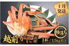 ≪浜茹で≫越前がに 極落ち（生で1.5kg以上） × 1杯【雄 ズワイガニ 越前ガニ 姿 ボイル 冷蔵 かに カニ 蟹 福井県】【1月発送分】希望日指定可 備考欄にメールアドレスをご記入ください [e43-x014_01]