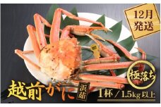 ≪浜茹で≫越前がに 極落ち（生で1.5kg以上） × 1杯【雄 ズワイガニ 越前ガニ 姿 ボイル 冷蔵 かに カニ 蟹 福井県】【12月発送分】希望日指定可 備考欄にメールアドレスをご記入ください [e43-x014_12]