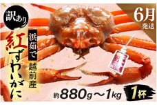 【訳あり】≪浜茹で≫越前産 紅ずわいがに × 1杯（生で約880g～1kg）【紅ズワイガニ カニ かに 蟹】【紅ずわいがに】【6月発送分】 [e80-x001_06]
