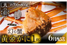 黄金ガニ（大サイズ） × 1杯 「ズワイガニと紅ズワイガニのあいのこ」幻のカニを浜茹ででお届け！【黄金がに カニ 姿 ボイル 冷蔵 福井県】【6月発送分】希望日指定可 備考欄に希望日をご記入ください [e22-x005_06]