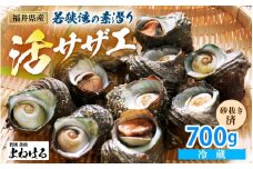 若狭湾の素潜り 天然 活サザエ 合計約700g (6～10個) 説明書付き【サザエ さざえ 貝 天然 海産物 刺身 お造り 海の幸 BBQ つぼ焼き 壺焼き 佃煮】[m17-a047]