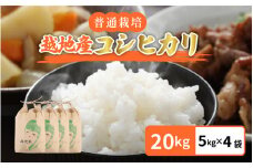 【先行予約】【令和7年産 新米】越地（こいち）産 コシヒカリ (白米) 計20kg（5kg × 4袋）【2025年9月中旬以降順次発送予定】[m24-d003]