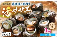 若狭湾の素潜り 天然 活サザエ 3kg(説明書付き)【サザエ さざえ 貝 天然 海産物 刺身 お造り 海の幸 BBQ つぼ焼き 壺焼き 佃煮】[m17-a049]