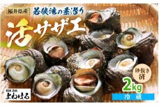 若狭湾の素潜り 天然 活サザエ 2kg(説明書付き)【サザエ さざえ 貝 天然 海産物 刺身 お造り 海の幸 BBQ つぼ焼き 壺焼き 佃煮】[m17-a048]