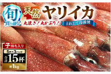 旬真っ盛りの 天然 ヤリイカ 約1kg（約15尾）とれたて冷凍便 丸焼き丸かぶり！福井 イカ いか ケンサキイカ 剣先イカ 海鮮 刺身 下処理済み 冷凍 イカ焼き 一夜干し[m21-a007]