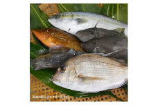 簡単で便利！手軽で新鮮な 若狭 秋～冬の 天然 鮮魚セット 計1.3kg【2023年10月5日から10月26日まで発送】[m21-a018]
