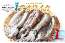 【先行予約】イカ お刺身で食べる 天然 アオリイカ 約1kg 【2025年10月中旬以降順次発送予定】活きたイカをご提供している漁師が活〆！急速冷凍 鮮度格別！若狭湾 福井 地物 海鮮 個別包装 真空パック 刺身 イカ丼 いか丼 焼きイカ 焼きいか 姿焼き 煮付け フライ 炒め物 [m36-b008]