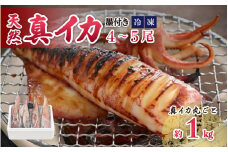 【期間限定】新鮮・朝獲れ！ 墨付き 天然 真イカ（剣先イカ）丸ごと 約1,000g（4～5尾） たまり醤油と刺身専用しおり付き【ケンサキイカ マイカ 刺身 お造り 冷凍 いか イカ 海鮮 魚介 冷凍パック 天然いか】[m21-a025]