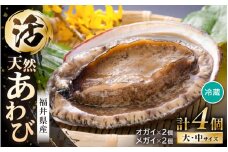 【期間限定】天然！活アワビ 大中オガイ・メガイ セット 計4個 入手困難 鮮度抜群  刺身 お造り バター焼き あわび 鮑[m21-j003]