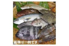 簡単で便利！手軽で新鮮な 若狭 秋～冬の 天然 鮮魚セット 計3kg【2023年10月5日から11月4日まで発送】[m21-c008]