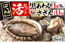 日本海若狭湾の素潜り 天然 活黒アワビ 中サイズ 1個 ＆ 活サザエ 1.1kg 【入手困難 クロアワビ 黒あわび 鮑 あわび さざえ 刺身 つぼ焼き バター焼き】 [m17-b006]