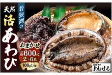 ≪おまかせ≫ 日本海若狭湾の 天然 活アワビ 計600g 鮮度抜群  刺身 お造り バター焼き BBQ あわび 鮑[m17-d006]