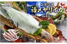 イカ お刺身で食べる 天然 ヤリイカ 約1kg 入手困難 活きたイカをご提供している漁師が活〆！急速冷凍 鮮度格別！若狭湾 福井 地物 海鮮 個別包装 真空パック 刺身 イカ丼 いか丼 焼きイカ 焼きいか 姿焼き 煮付け フライ 炒め物 [m36-b016]